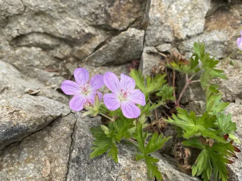 Yezo cranesbill