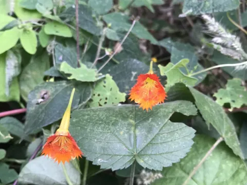 Tropaeolum ferreyrae
