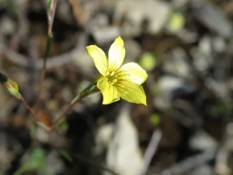 Bristly flax