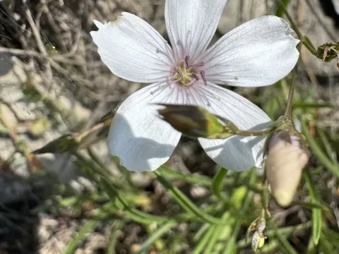 Narrow-leaved flax