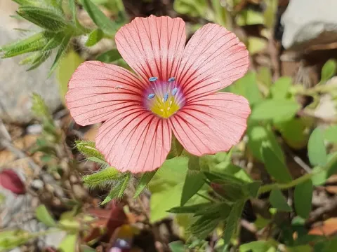 Hairy flax