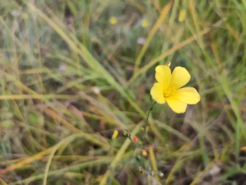 Sea flax