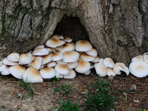 Agrocybe cylindracea