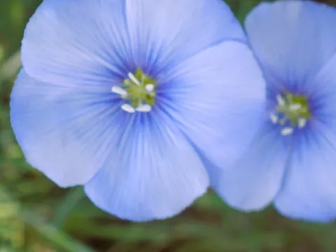 Thracian flax