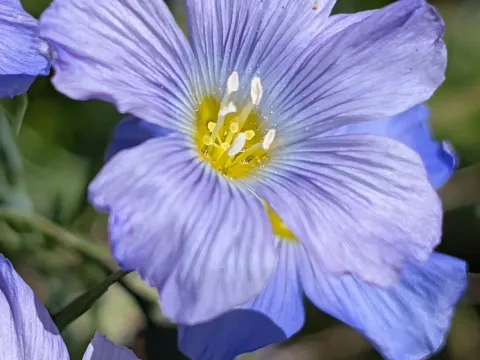 Льон альпійський
