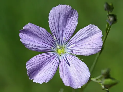 Linum hologynum