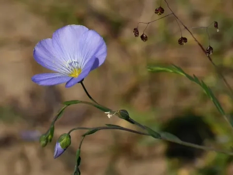 Лён английский