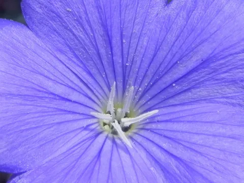Leon's flax