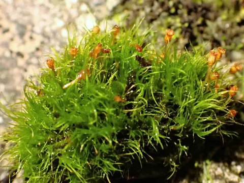 Arctoa fulvella