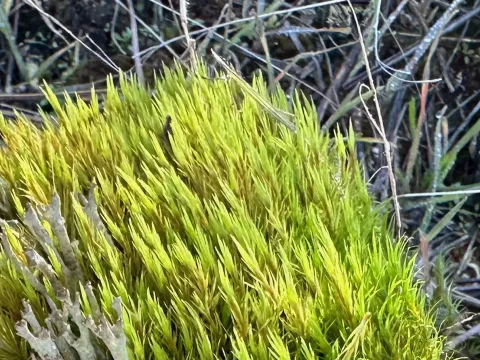 Orthodicranum flagellare