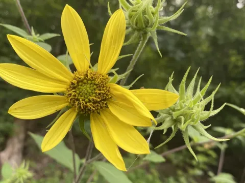 Resinous sunflower