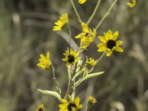 Paradox sunflower