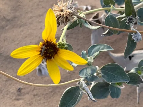 Helianthus niveus
