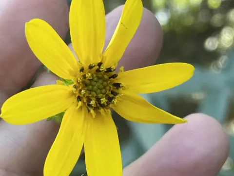 Smooth sunflower