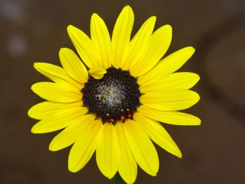 Helianthus neglectus