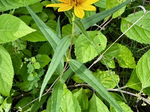 Helianthus hirsutus