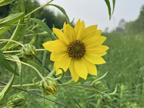 Giant sunflower