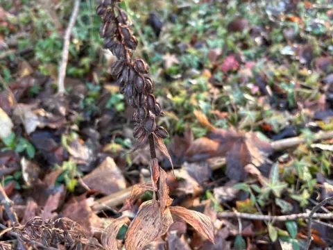 Helleborine