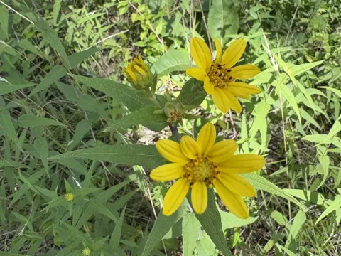 Woodland sunflower