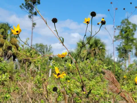 Southeastern sunflower