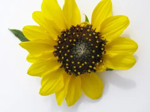 Anomalous sunflower