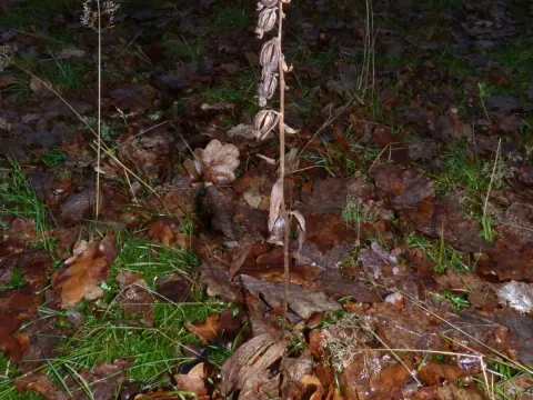Helleborine