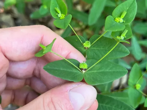 Euphorbia deseglisei