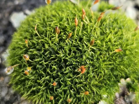 Dicranoweisia cirrata