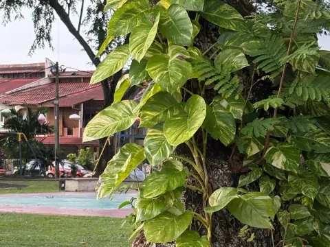 Epipremnum