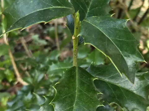 Colchis holly