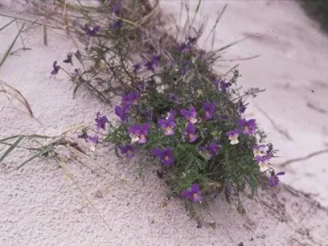 Coastal Violet