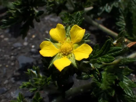 Nippon cinquefoil
