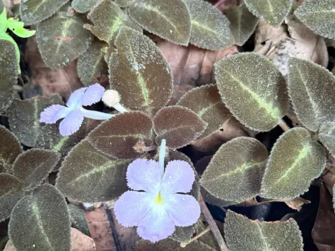 Episcia