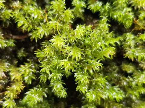 Dichodontium pellucidum