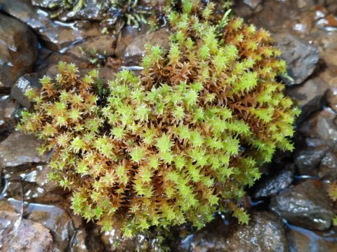 Dichodontium palustre