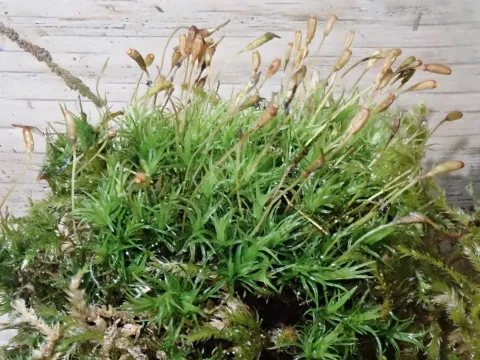 Cynodontium polycarpon