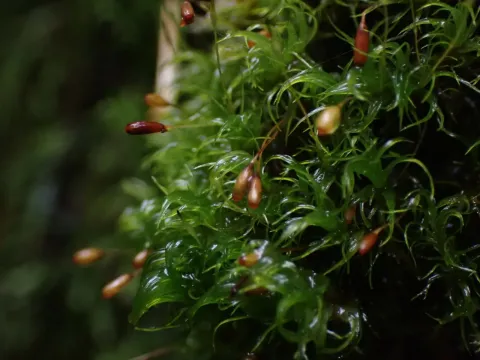 Cynodontium jenneri