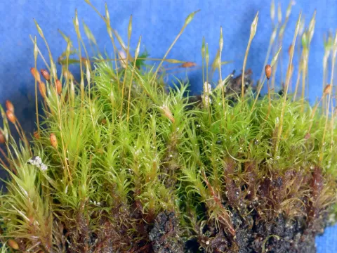 Cynodontium fallax