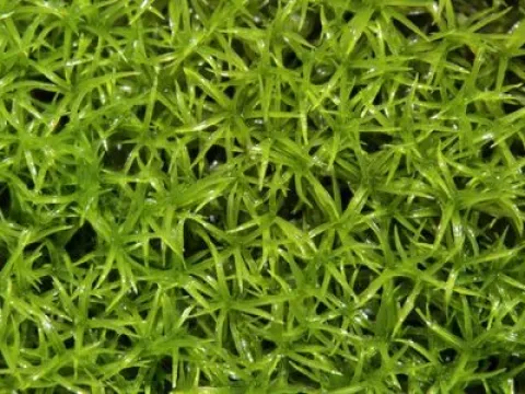 Amphidium mougeotii