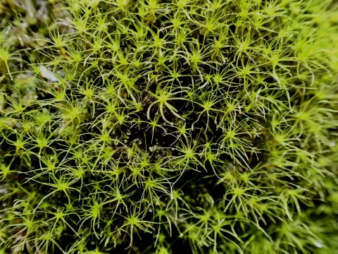 Dicranodontium denudatum