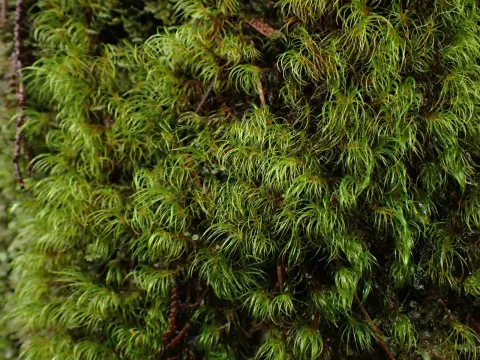 Dicranodontium uncinatum