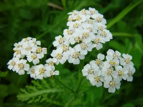 Meadow yarrow