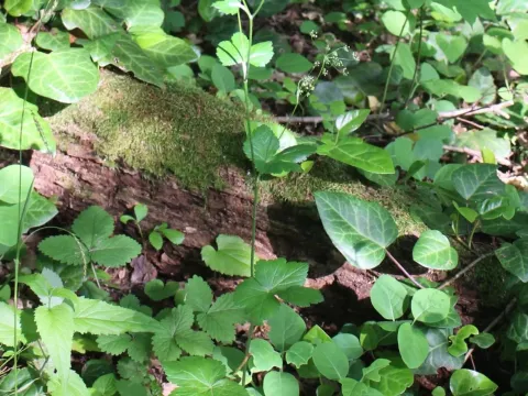 Pimpinella tripartita