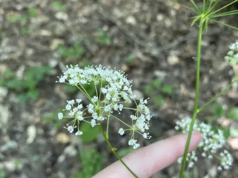 Physospermum