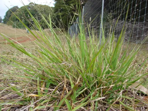 Lovegrass