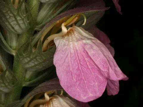 Acanthus dioscoridis