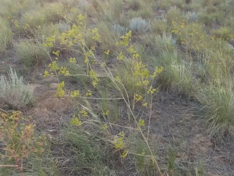 Elaeosticta lutea