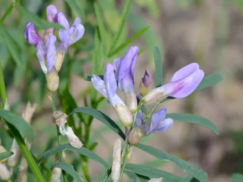 Sand milkvetch