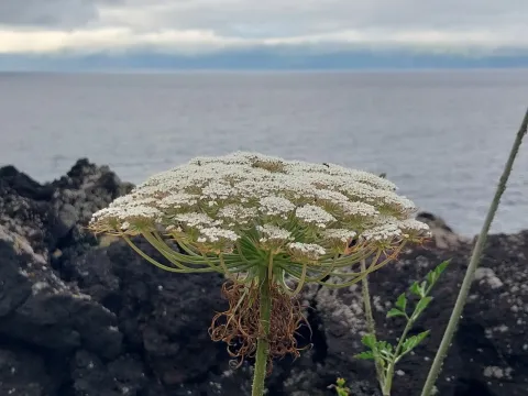 Azorean carrot
