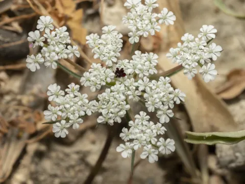 Daucus broteri